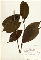 藏品(咖啡樹)的圖片